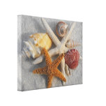 Tropical Seashell/Starfish White Sand Photo Canvas canvas prints