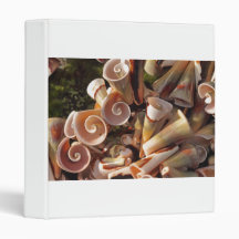 Tropical Seashells 3 Ring Binders