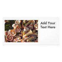 Tropical Seashells Photo Greeting Card