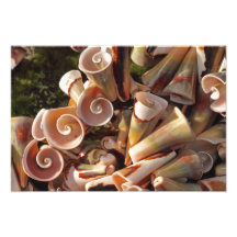Tropical Seashells Photographic Print