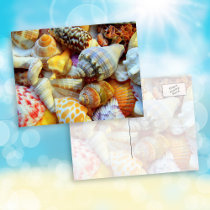 Tropical Seashells Photography Postcards