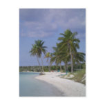 Tropical Settings Postcard