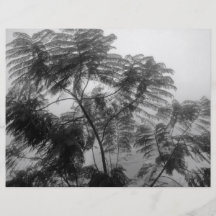 Tropical Tree Black and White in fog Personalized Flyer