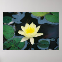 Tropical Water Lily Poster