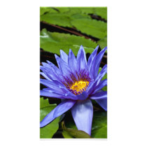 Tropical Waterlily Photo Card
