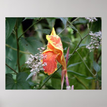 Tropicanna Canna Lily Poster