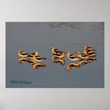 Troupeau américain d'avocette posters