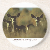Troupeau de caboteur/cerfs communs de mule dessous de verres