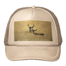 Troupeau de cerfs communs/cerfs communs de mule chapeaux
