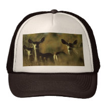 Troupeau de chapeau/cerfs communs/cerfs communs de chapeaux
