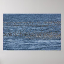 Troupeau de l'oiseau marin près d'île de Kasatochi Posters