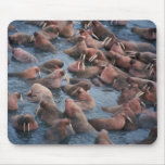 Troupeau de morse tapis de souris