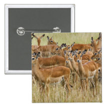 Troupeau d'impala femelle, masai Mara, Kenya Badges