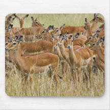 Troupeau d'impala femelle, masai Mara, Kenya Tapis De Souris