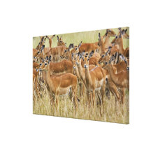 Troupeau d'impala femelle, masai Mara, Kenya Toile Tendue Sur Châssis