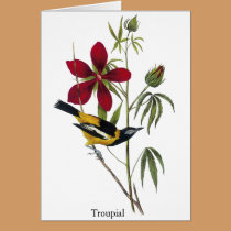 Troupial - John James Audubon cards