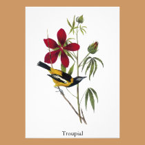 Troupial - John James Audubon invitations