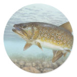 Trout, brook sticker