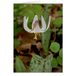 Trout Lily cards