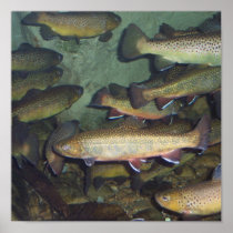 Trout poster