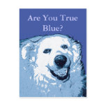 True Blue Dog Democrat postcard