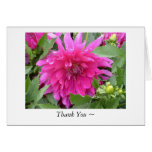"True Colours...a pink Dahlia" Card