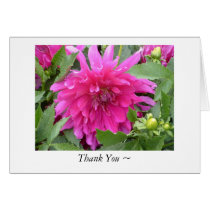 "True Colours...a pink Dahlia" cards