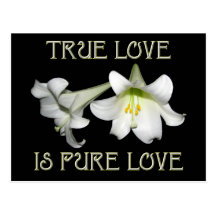 True Love is Pure Love (White Easter Lilies) Post Cards