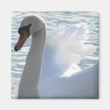 Trumpet Swan Square Magnet