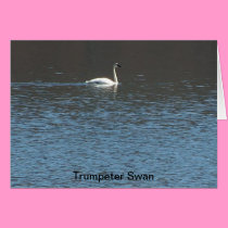 Trumpeter Swan cards