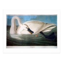Trumpeter Swan, John James Audubon Post Card
