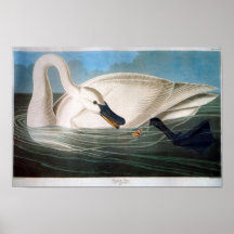 Trumpeter Swan, John James Audubon Posters