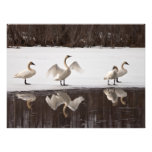Trumpeter Swan Pairs Photo Print