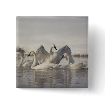 Trumpeter Swans in the Madison River in winter Pins