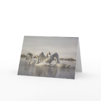 Trumpeter Swans in the Madison River in winter Card