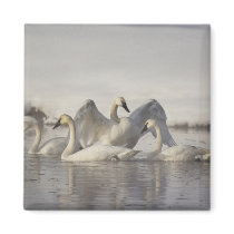 Trumpeter Swans in the Madison River in winter Fridge Magnet