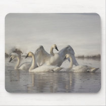 Trumpeter Swans in the Madison River in winter Mouse Pad