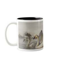Trumpeter Swans in the Madison River in winter Mugs