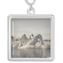 Trumpeter Swans in the Madison River in winter Jewelry