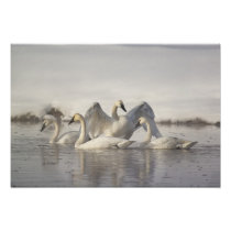 Trumpeter Swans in the Madison River in winter