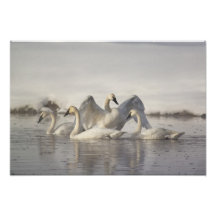 Trumpeter Swans in the Madison River in winter Photo Art