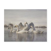 Trumpeter Swans in the Madison River in winter Postcards