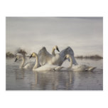 Trumpeter Swans in the Madison River in winter Postcards
