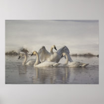 Trumpeter Swans in the Madison River in winter