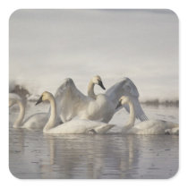 Trumpeter Swans in the Madison River in winter Stickers