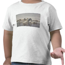 Trumpeter Swans in the Madison River in winter T Shirt