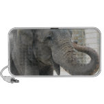Trumpeting Elephant Speakers