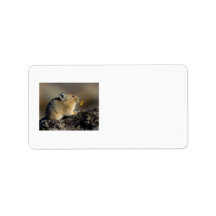 Trumpeting the Sunrise Personalized Address Labels