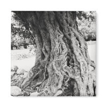 Trunk of ancient Olive tree in Greece photograph Refrigerator Magnets