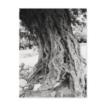 Trunk of ancient Olive tree in Greece photograph Postcards